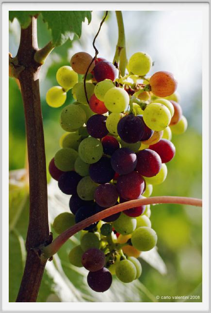 tenuta_di_arceno631