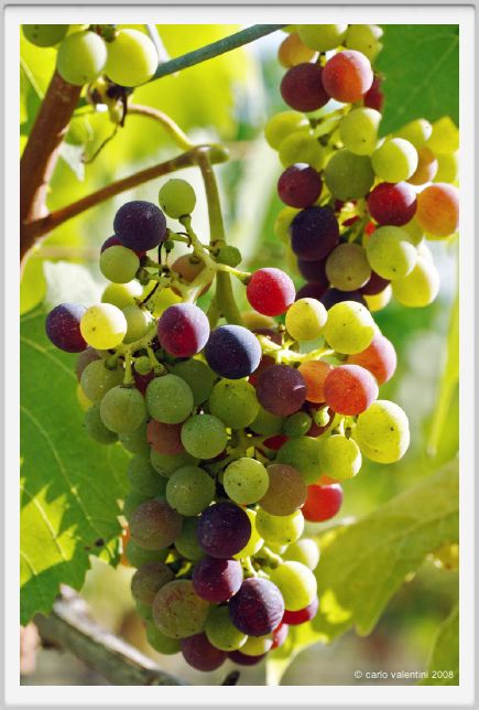 tenuta_di_arceno632