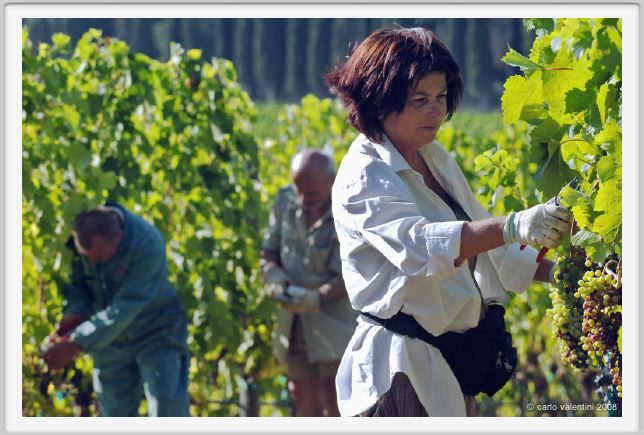 tenuta_di_arceno556