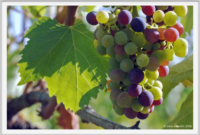 tenuta_di_arceno634