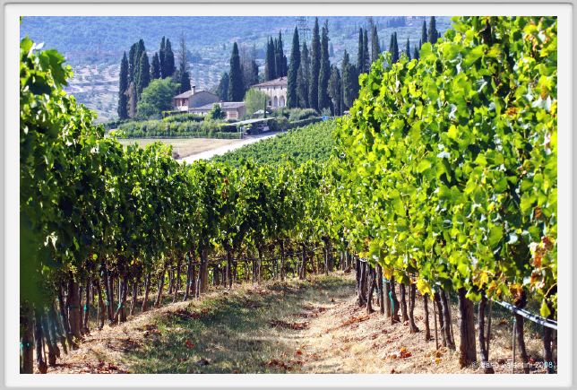 tenuta_di_arceno635