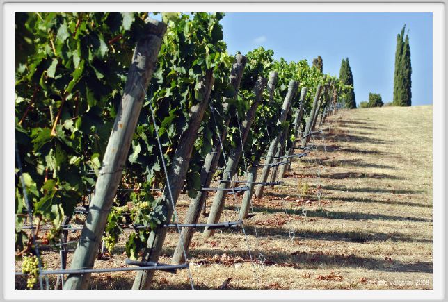 tenuta_di_arceno637