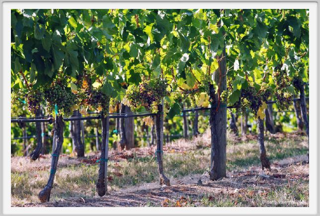 tenuta_di_arceno638