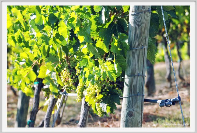tenuta_di_arceno639
