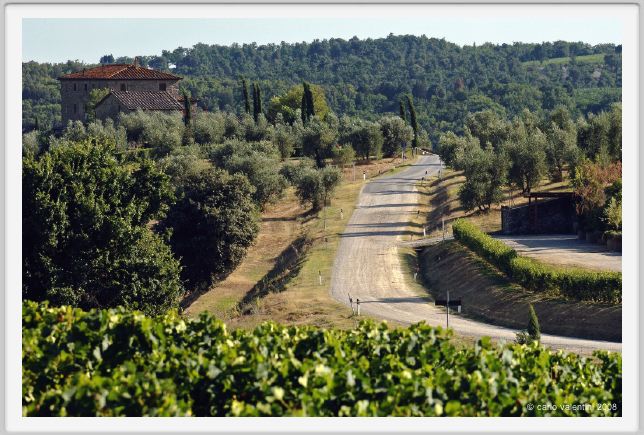 tenuta_di_arceno641