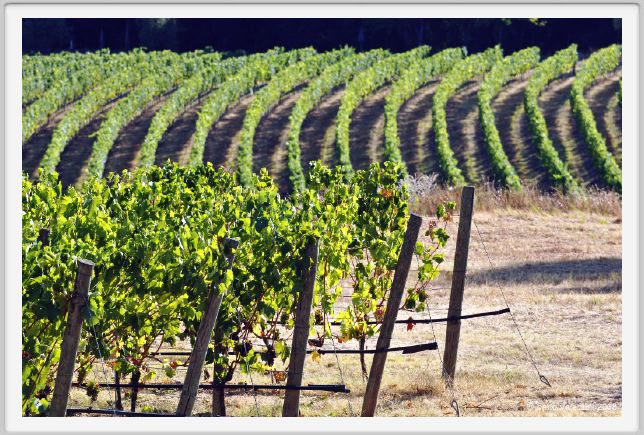 tenuta_di_arceno642