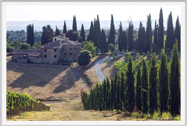 tenuta_di_arceno646