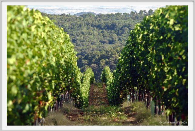 tenuta_di_arceno650