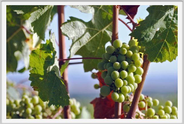 tenuta_di_arceno652