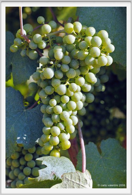 tenuta_di_arceno656