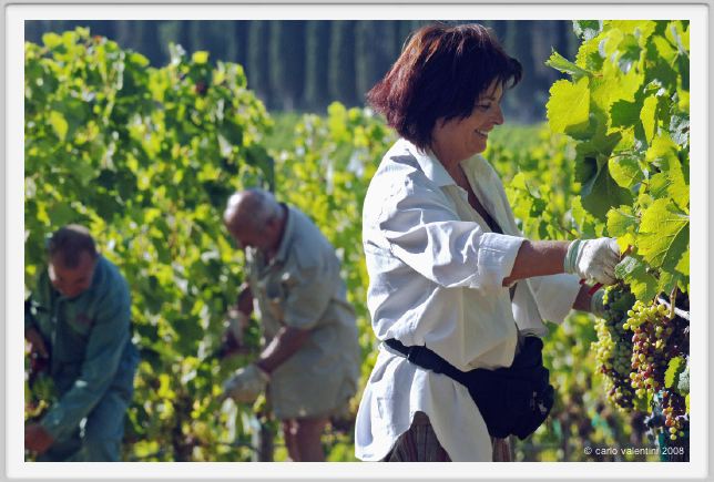 tenuta_di_arceno558