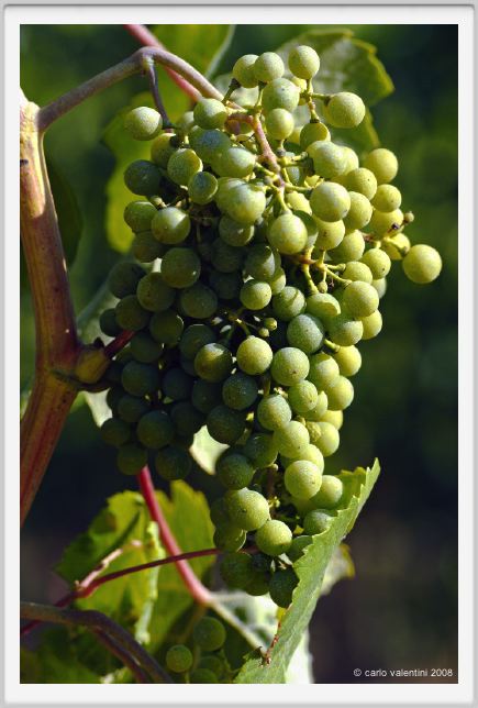 tenuta_di_arceno658