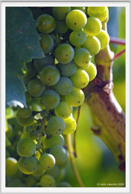 tenuta_di_arceno659