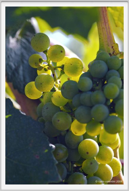 tenuta_di_arceno660