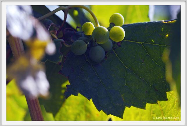 tenuta_di_arceno661
