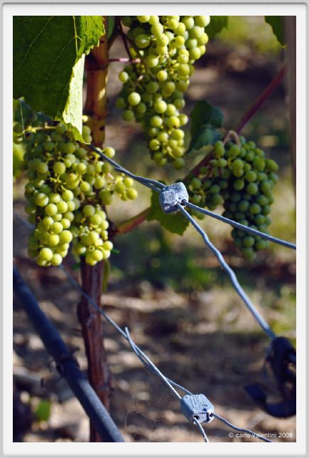 tenuta_di_arceno664