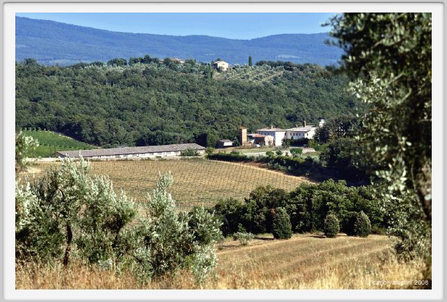 tenuta_di_arceno667