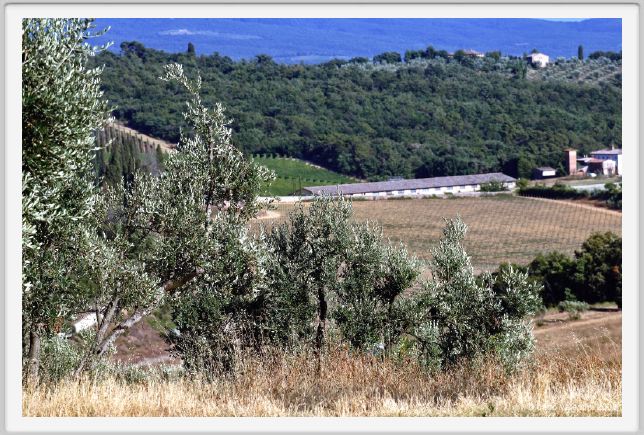 tenuta_di_arceno668