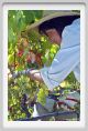 tenuta_di_arceno541