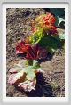 tenuta_di_arceno559