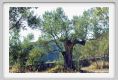 tenuta_di_arceno671