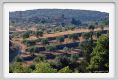 tenuta_di_arceno672