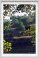 tenuta_di_arceno675