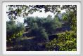 tenuta_di_arceno676