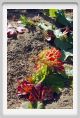 tenuta_di_arceno560