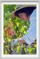 tenuta_di_arceno544