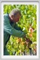 tenuta_di_arceno580
