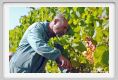 tenuta_di_arceno582