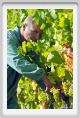 tenuta_di_arceno584