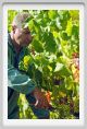 tenuta_di_arceno585