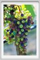 tenuta_di_arceno588
