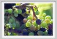 tenuta_di_arceno589