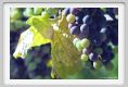 tenuta_di_arceno590