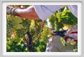 tenuta_di_arceno547