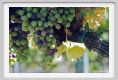 tenuta_di_arceno591