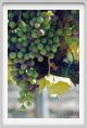 tenuta_di_arceno592