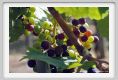 tenuta_di_arceno593