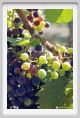 tenuta_di_arceno594