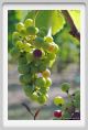tenuta_di_arceno595