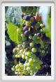 tenuta_di_arceno596