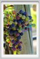 tenuta_di_arceno597