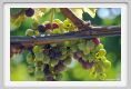 tenuta_di_arceno598