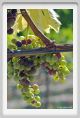 tenuta_di_arceno599