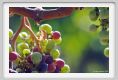 tenuta_di_arceno600