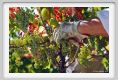 tenuta_di_arceno548