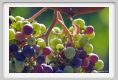 tenuta_di_arceno601